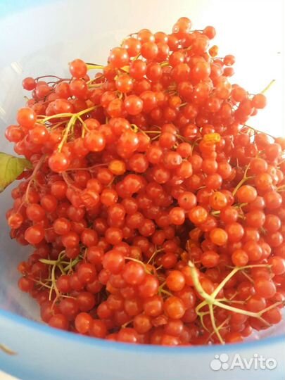 Ягоды калины