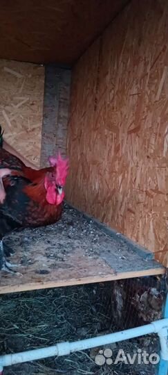 Петухи породистые