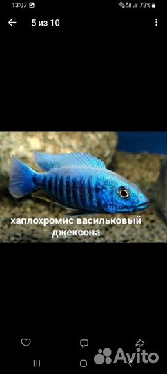 Малавийские цихлиды