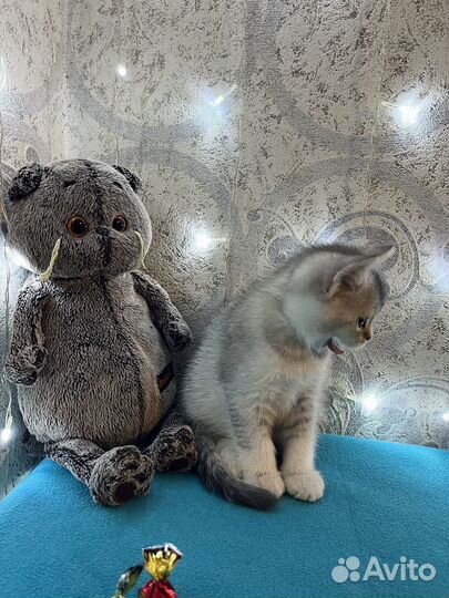 Шотладские котята