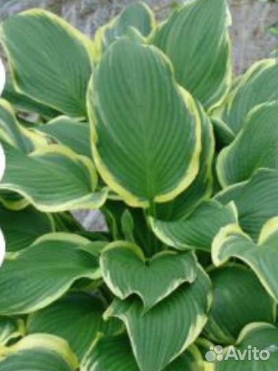 Многолетники