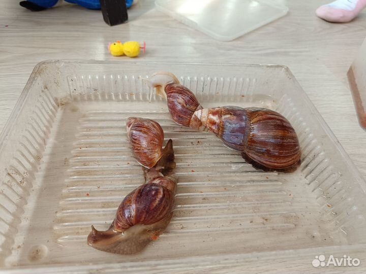 Улитки ахатины бесплатно