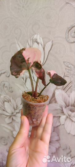 Сингониум клубничный лед galaxy