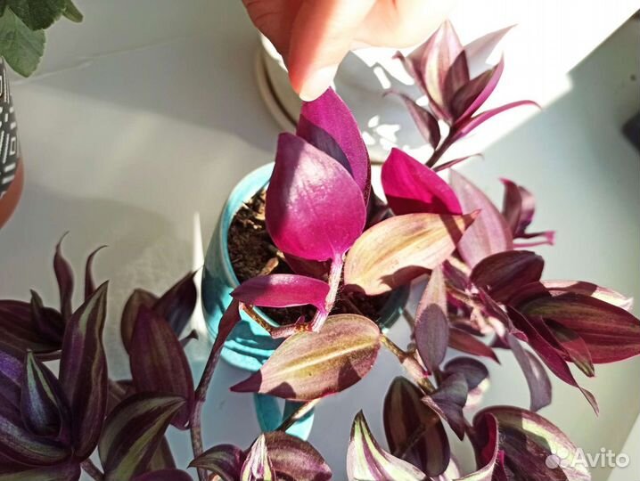 Традесканция зебрина целое растение