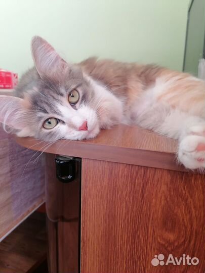 Кошка