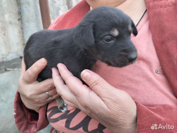 Отдам в добрые руки щенят