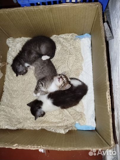 Котята в добрые руки