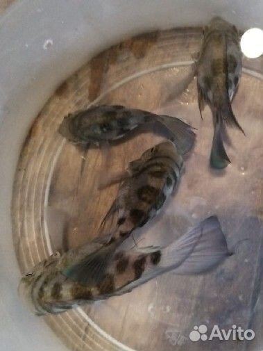 Сапфирововый попугай