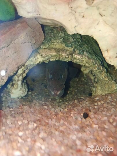 Мастоцембел Арматус 50см