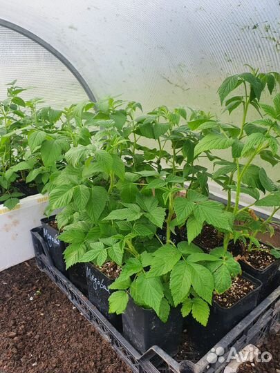 Саженцы малины