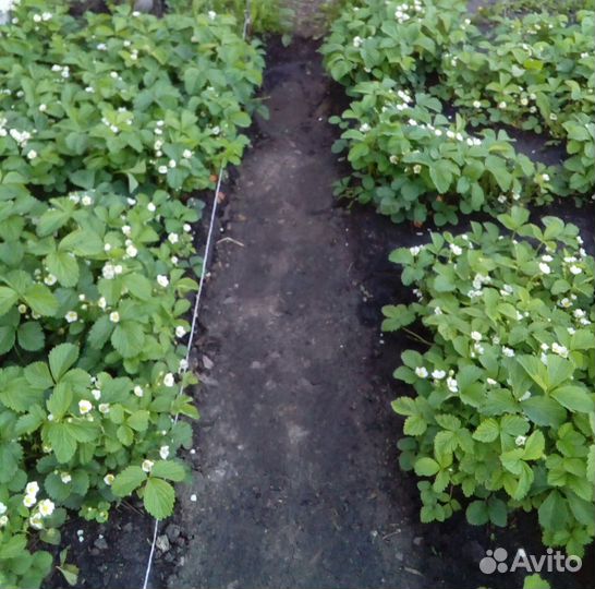 Клубника (рассада)