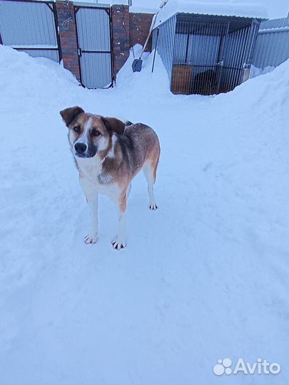 Собака Бонечка