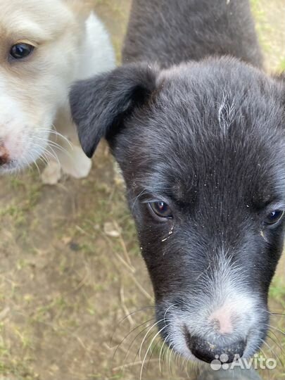 Отдам щенят