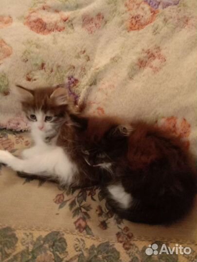 Кошка в дар бесплатно