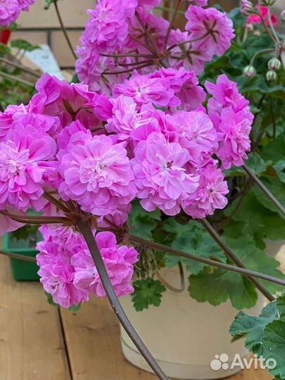 Пеларгония ив На Прекрасном Голубом Дунае