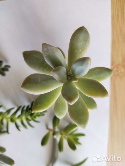 Суккуленты и флорариумы