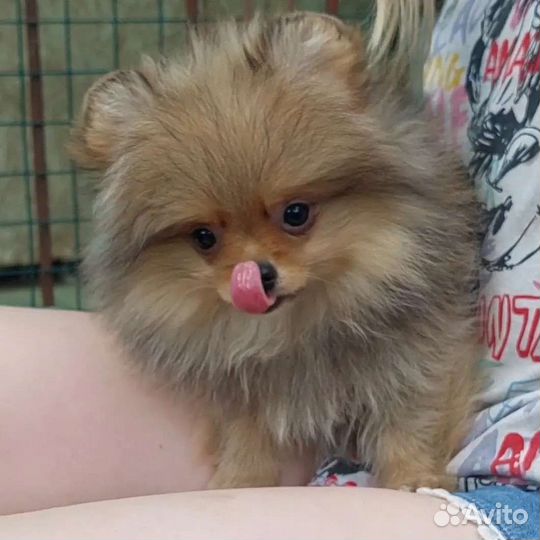Померанский шпиц дети