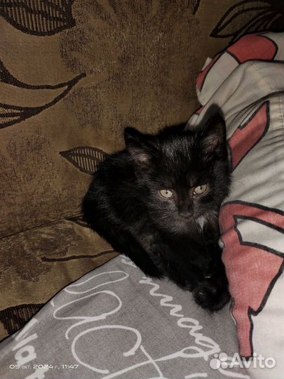 Котик
