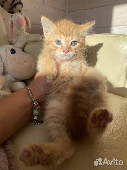 Котенок рыжий