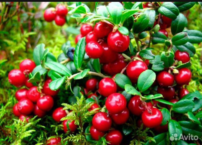 Клюква свежая