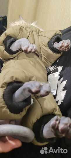 Одежда для собак и кошек мелких пород