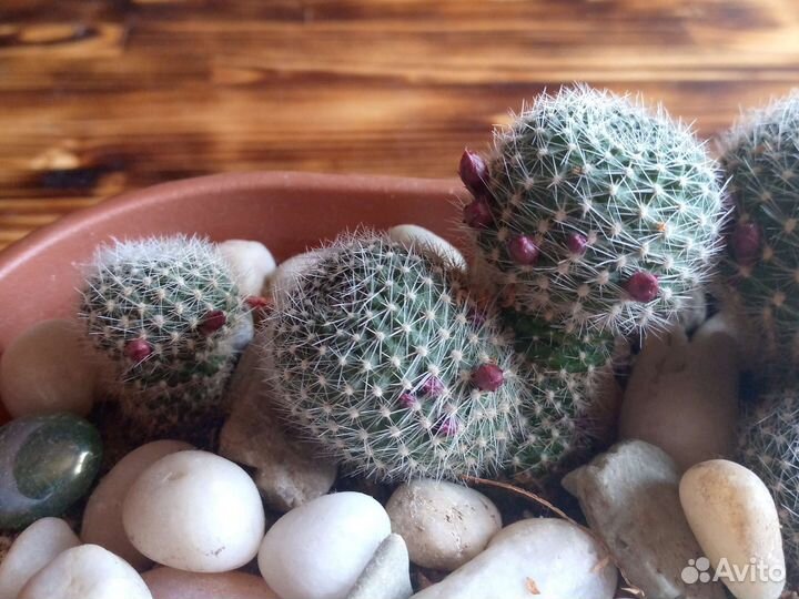 Кактус цветущий (детки с корешками)