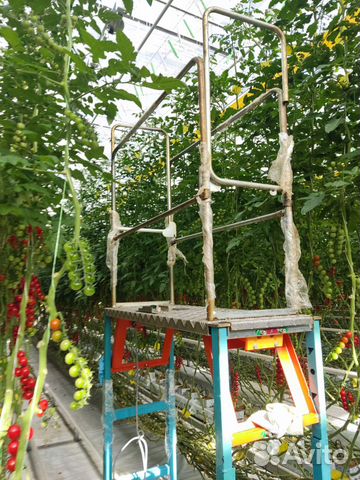 Упаковщик помидоров в теплицу