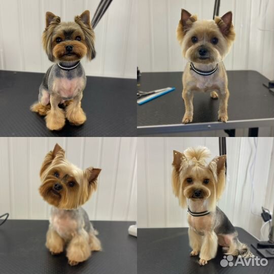 Груминг/стрижка собак и кошек