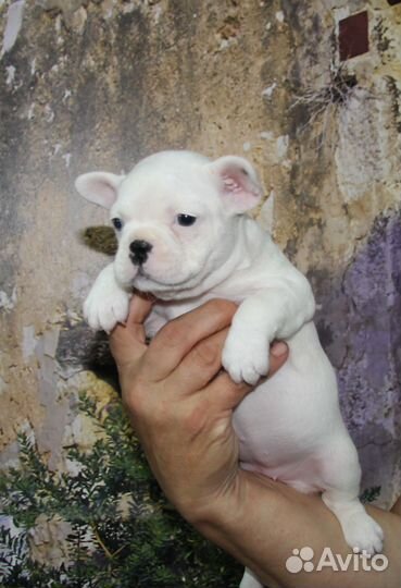 Французский бульдог щенки