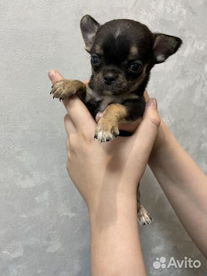 Щенки чихуахуа