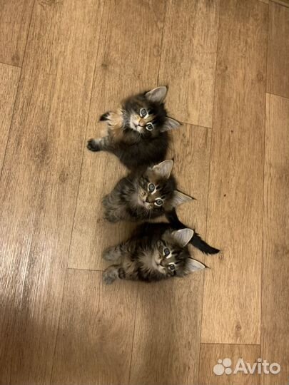 Котята мейн-кун