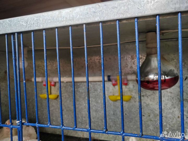 Клетка для куриц