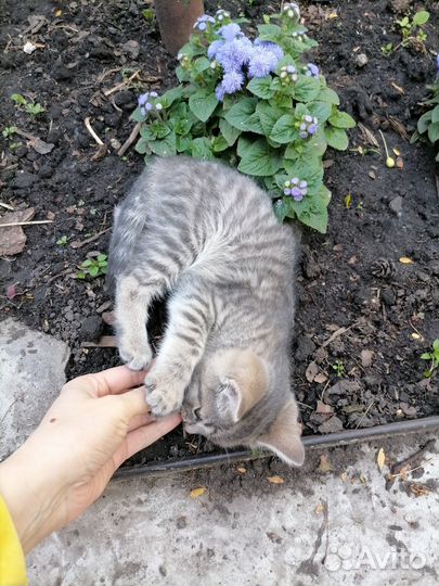 Отдам котят в хорошие руки