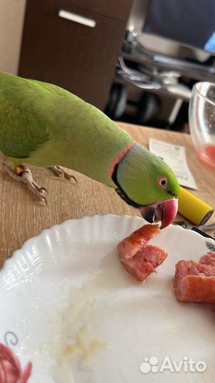 Попугай ожереловый птица