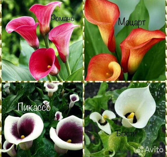 Клубни каллы