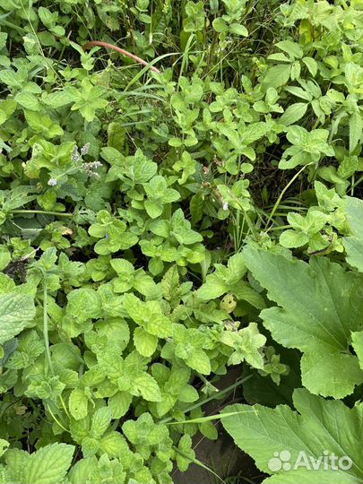 Мята, мелисса