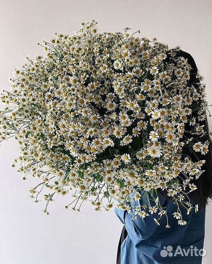 Ромашки Пионы Розы Доставка