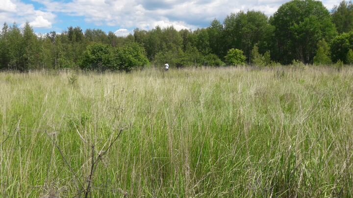 Участок 12 сот. (СНТ, ДНП)