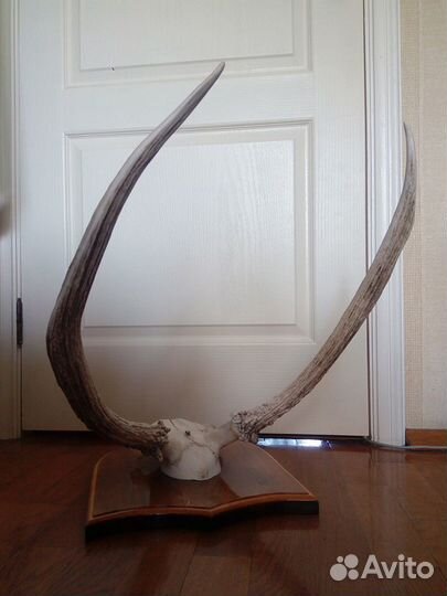 Рога на медальоне