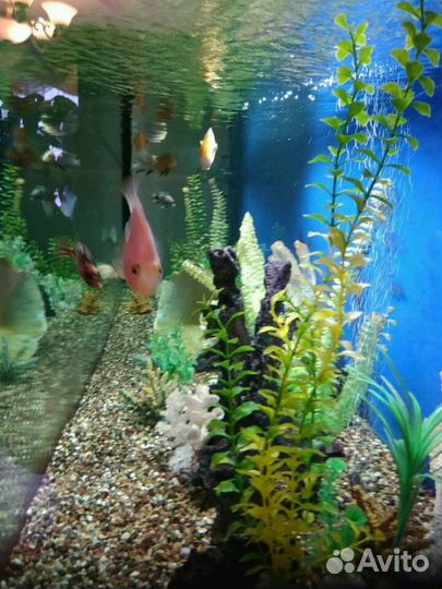 Обслуживание аквариумов