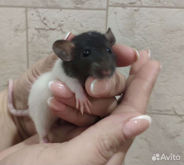 Крысята дамбо