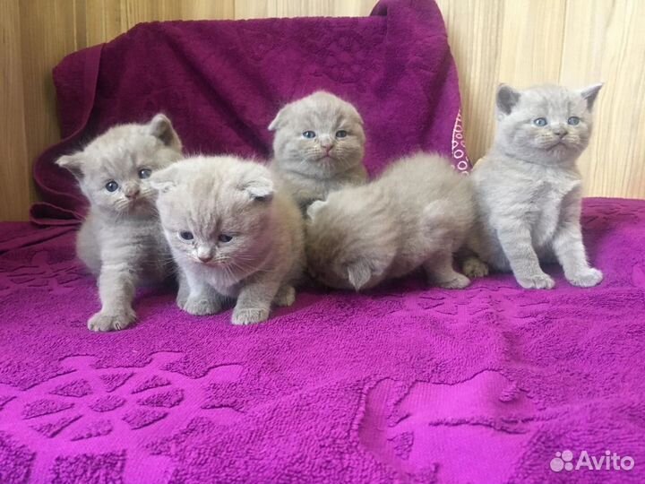 Лиловые плюшки