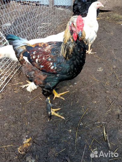 Продаю петушков