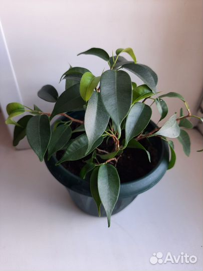 Фикус бенджамина