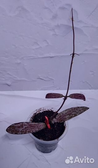Хойи укорененные