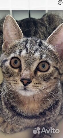 Котята в добрые руки бесплатно