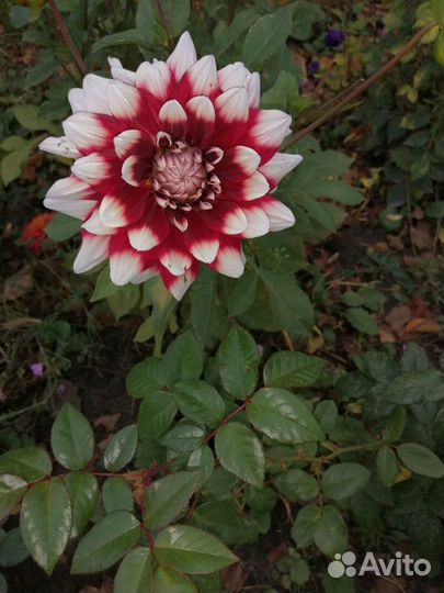 Корни георгин