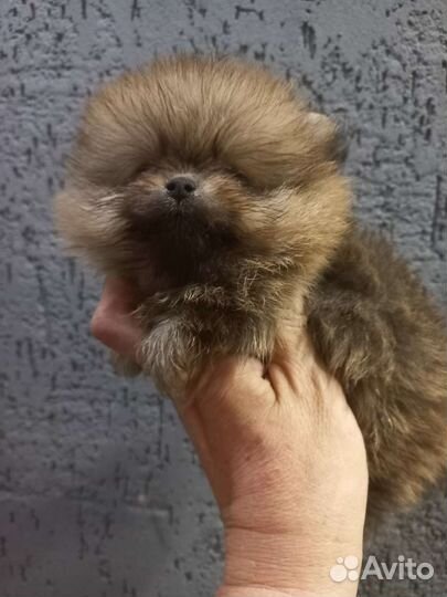 Померанский шпиц мини