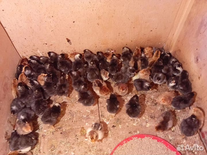 Цыплята суточные Амрокс,кучинская юбилейная