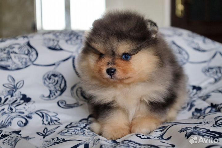 Померанский Шпиц окрас голубой мрамор